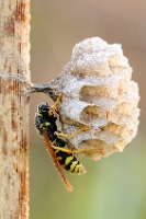 5060 Genere Polistes (Specie da identificare)